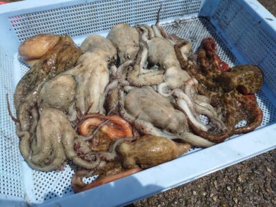 <p>ハンター高倉様　沖の北　ケーソン継ぎ目で新子タコ🐙</p>