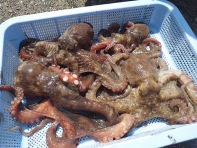 <p>森様 沖の北 ケーソン継ぎ目で新子〜良型タコ🐙苦潮ではなかったんですが、徹底的に継ぎ目を打っての釣果です。</p>