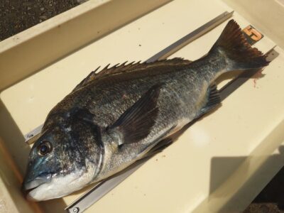 <p>沖の北 ルアーでチヌ2枚！サイト・テクトロ・豆アジ飲ませで狙えます！おもしろいですよ♪</p>