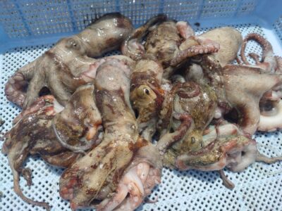 <p>山内様 旧一文字3番周辺 タコエギで新子タコ🐙足元メインで広く釣り歩いての釣果です。</p>