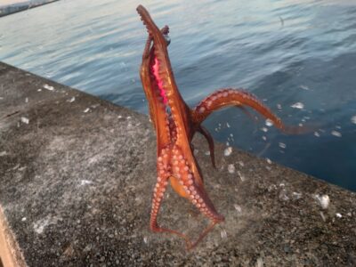 <p>沖の北外向き タコエギで良型タコ🐙釣れるんですけど低活性でアタリは少ないです。触るだけでのらないのも何回かありました、</p>