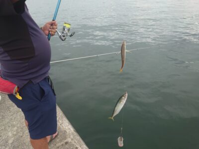 <p>沖の北内向き 足元サビキ 豆〜小アジ・豆〜中サバが釣れていました。昨日よりはアタリ少ないようです。チヌもいつもより浮いてない。</p>