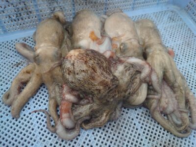 <p>芝様 沖の北 ケーソン継ぎ目で新子タコ🐙</p>