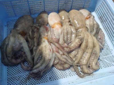 <p>マスカッツ様 旧一文字3番周辺 タコエギで新子タコ🐙7〜10時での釣果です。</p>