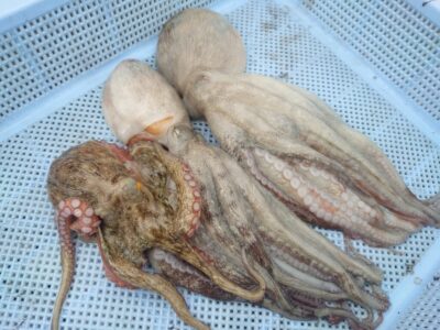 <p>⑨のこせがれ様 沖の北 ケーソン継ぎ目で新子〜良型タコ🐙</p>