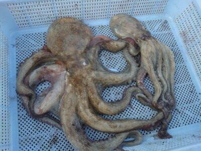 <p>上西様 旧一文字3番周辺 タコエギで新子＆良型タコ🐙</p>