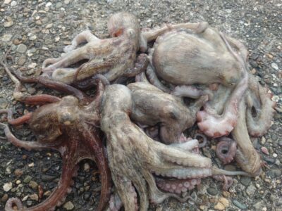 <p>ハイボール船長  旧一文字赤灯〜3番 アズーロ・蛸電+イワシ油で新子タコ🐙竿下くらいのところで釣れました。おるし釣れるんやけど渋い！</p><p>7時までで6つ、頑張ればツ抜けも…。</p>