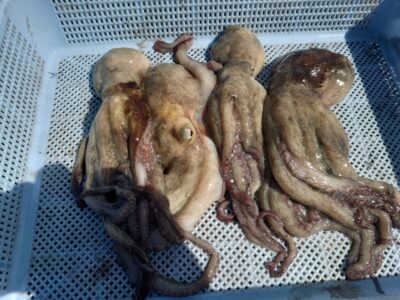 <p>ちょんまげ食堂釣り部 パール高田様 旧一文字3番周辺 タコエギで新子タコ🐙</p>