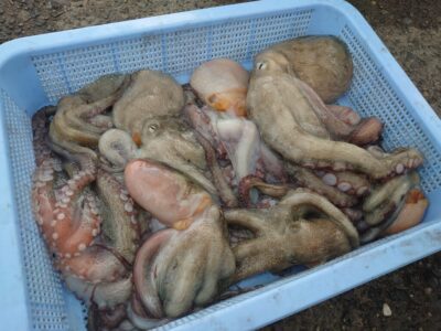 <p>タコ村様 沖の北 ケーソン継ぎ目で新子〜良型タコ🐙2人で徹底的に継ぎ目を狙っての釣果です。</p>