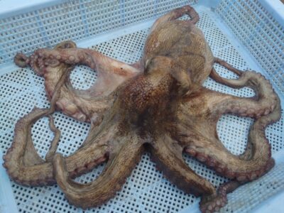 <p>ハイボール船長 旧一文字カーブ内向き アズーロ・蛸電+イワシ油で良型タコ750g🐙暗い時間に釣れました。その後は触るだけでのらないのが数回。</p>