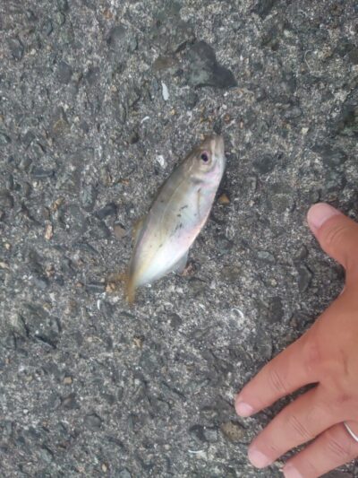 <p>沖の北内向き 足元サビキ 豆〜小アジ・サバが釣れていました。豆がちょっと多め。</p>