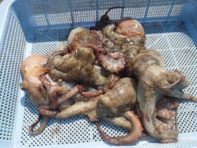 <p>宮本様 旧一文字赤灯 タコエギで新子タコ🐙良型2つかけるもバラし…。</p><p>最近低活性で抱きが浅くバラす事が多いです。とはいってもアタリが少ないのでタモを携帯するのも面倒やし…。</p>