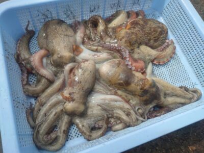 <p>中谷様 沖の北内向き タコエギで良型タコ4つ🐙</p>