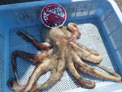 <p>タコ釣り向いてないクラブ会長様  沖の北 ケーソン継ぎ目で良型タコ🐙</p>