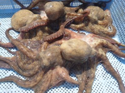<p>タコ釣り向いてないクラブ 西森様  旧一文字3番周辺 竿下タコジグで新子タコ🐙</p>