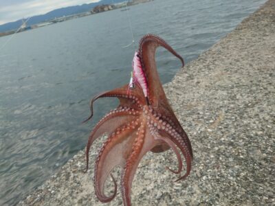 <p>ハイボール船長 旧一文字3番内向き アズーロ・蛸電+イワシ油で良型タコ🐙釣れるんですけど低活性…触るだけでのらないとか、穴の中で抱かれて張り付かれることも…。でも釣れるんでやめられない…。</p>