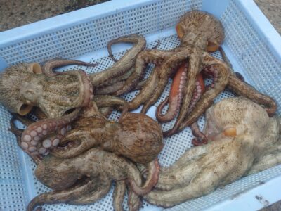 <p>久だこ様 旧一文字3番〜カーブ タコエギで新子タコ🐙</p>
