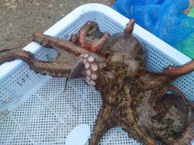 <p>佐藤様 旧一文字赤灯内向き 竿下タコジグで新子〜良型タコ🐙</p>