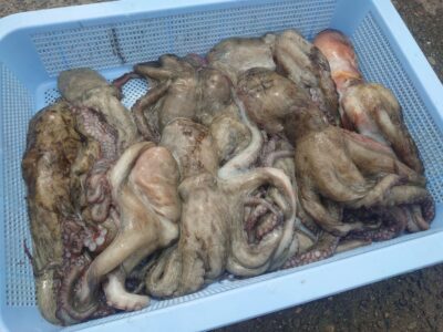 <p>タコ村夫妻様 旧一文字3番周辺 タコエギで新子〜良型タコ🐙ほとんど内向きでの釣果です。渋いですけどまだ釣れますよ!</p>