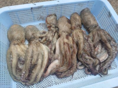 <p>マスカッツ様 旧一文字3番周辺外向き 竿下タコエギで広く釣り歩いて新子タコ🐙</p>