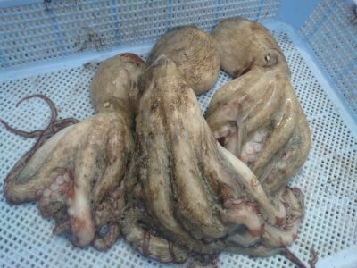 <p>タコハル様 旧一文字赤灯周辺 タコエギで新子タコ🐙</p>