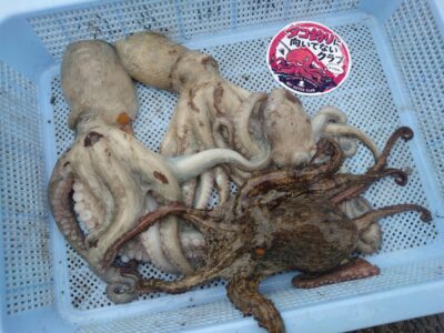 <p>タコ釣り向いてないクラブ会長様 旧一文字赤灯 タコエギで新子タコ🐙</p>