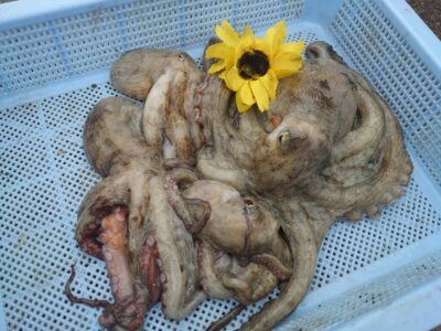 <p>ひまわり🌻様 旧一文字赤灯 タコエギで新子〜良型タコ🐙</p>