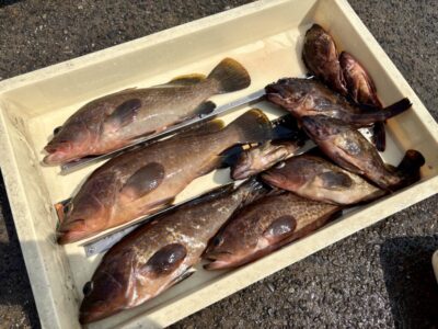 <p>川原鮮魚店様　沖の北　エビ撒き釣りでアコウ30〜35cmを4尾 & 良型ガシラ多数🎣</p>