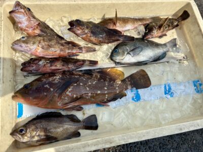 <p>レジェンド山本　沖の北　エビ撒き釣り　アコウ35cm・メバル・グレ・ガシラ6尾🎣　アジは釣れなかったそうです</p>