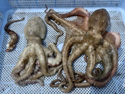 <p>向井様　旧一文字赤灯内向き　タコエギ　良型タコ2杯と1/8🐙</p>