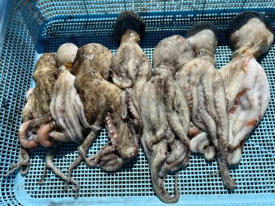 <p>西口様　旧一文字③ イカエギ改　内向きは🐙釣れず沖向きの方でタコ7杯🐙</p>