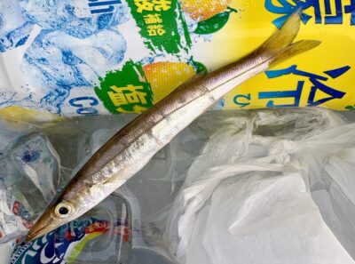 <p>マダム島田様　沖の北　サビキ釣りでチビカマス🎣　アジは10cm未満のサイズが多い様です🐟</p>