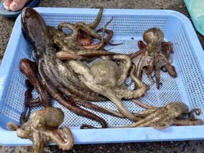 <p>㊈中村様　旧一文字赤灯　タコエギでタコ7杯🐙 今日はケーソン隙間でタコ釣れなかったそうです</p>