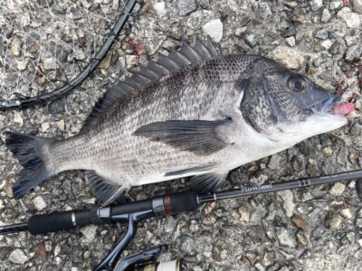 <p>釣れない猫様　沖の北　最近チヌ師になった猫様サクッと1尾🎣「パームスのミューラのテクトロですにゃー」</p>