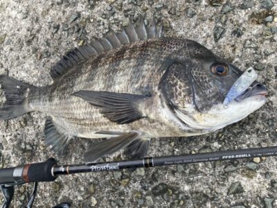 <p>釣れない猫様　沖の北　パームスのターンポップで5枚目のチヌ🎣　</p>