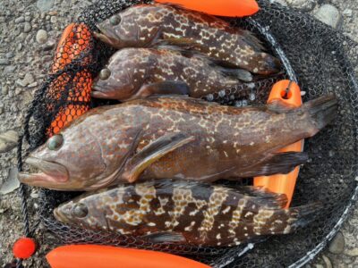 <p>ハネ研会長　福山様　旧一文字赤灯　エビ撒き釣りでアコウ🎣　撮影後全てリリース🐟</p><p>&nbsp;</p>