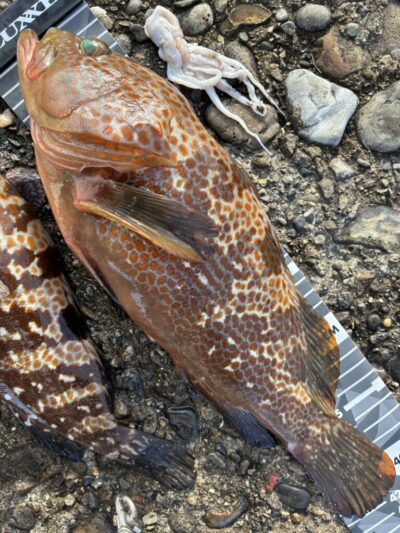 <p>ハネ研会長　福山様② 旧一文字赤灯　エビ撒き釣り　アコウ40cm🎣　「Y雄さま観てますか👀」</p>