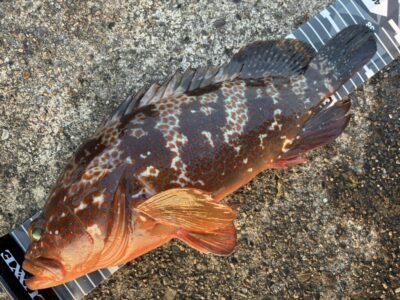 <p>金澤様　旧一文字白灯　エビ撒き釣りでアコウ38cm🎣</p>
