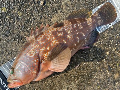 <p>ハネ研会長　福山様　旧一文字白灯　エビ撒き釣り　アコウ44cm🎣</p>