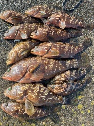 <p>ハネ研会長　福山様　旧一文字白灯　エビ撒き釣りで今日もアコウ大量確保🎣　撮影後リリース🐟</p>