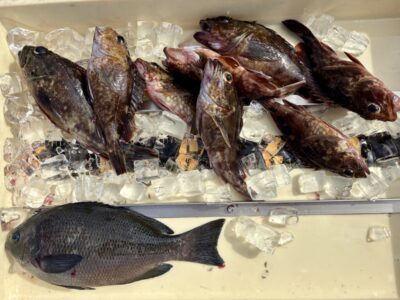 <p>根魚研究会　川原様　沖の北　エビ撒き釣りでガシラ&グレ🎣</p>
