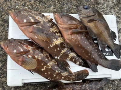 <p>ポン酒が大好き🍶福山様　旧一文字赤灯　エビ撒き釣りでアコウ&メバル🎣</p>