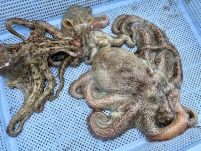 <p>㊈中村様　沖の北　タコエギ&タコジグ　タコ3杯🐙</p>