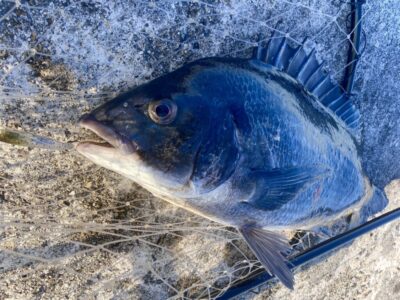 <p>釣れない猫　沖の北　欲求不満の猫様メンボーFAT47でテクトロ〜チヌ🎣</p>
