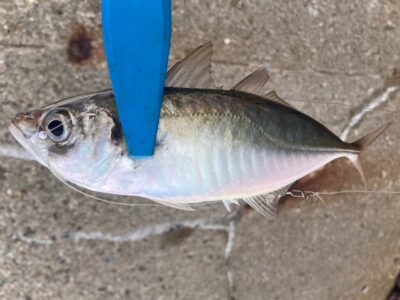 <p>釣れない猫様　沖の北　ジグサビキでアジ20cm前後を4尾🎣　本命🐟からのコンタクト無し…</p>