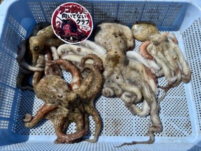 <p>沖の北　タコジグでケーソン隙間打ちタコ4杯🐙</p>