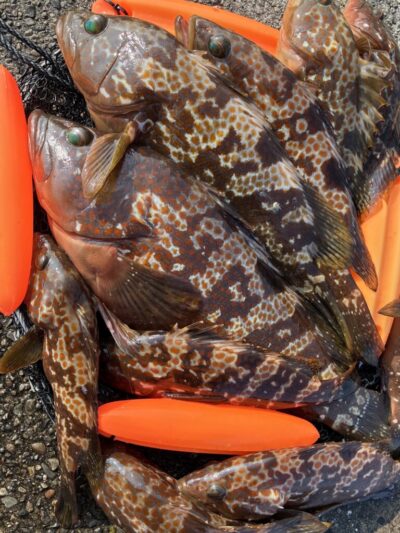 <p>ハネ研会長　福山様　沖の北奥の方　エビ撒き釣り　抜群の嗅覚でポイント定め本日も42cm迄のアコウ大量に御用🎣　釣れた子サバ泳がせチヌも2尾🎣　42cmのアコウは渡船のお客さんにプレゼント　他の魚は全てリリース🐟</p>