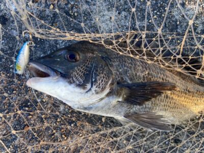 <p>釣れない猫様　沖の北　パームス・ターンポップでチヌ🎣</p>
