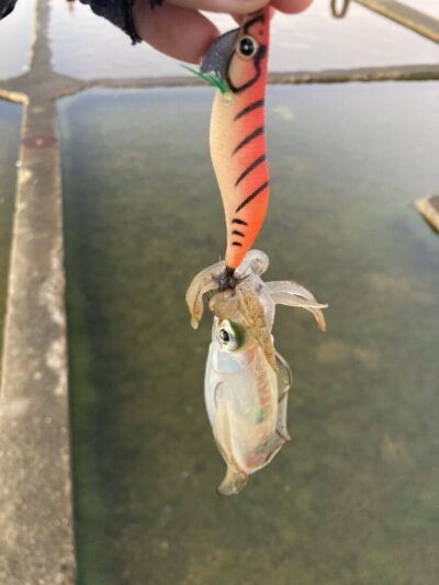 <p>釣れない猫様　沖の北　ハヤブサ餌木スクイッドジャンキーハグハグで新子イカ🦑　撮影後リリース</p>