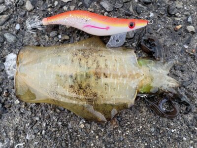 <p>キャプテン一番搾り　旧一文字赤灯〜②沖向き　エギング  3号エギで5杯🦑　一番大きいので胴長10cm程　2〜2.5号エギで釣れそうな餃子サイズは沢山浮いて来ます🦑　撮影後全てリリース</p>